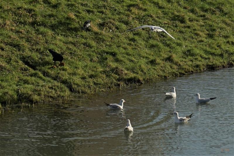 bdvogels18 04.JPG - Vogels 2018